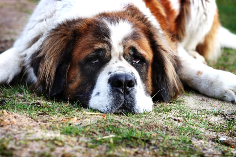 Große Hunde sollten vollständig ausgewachsen sein