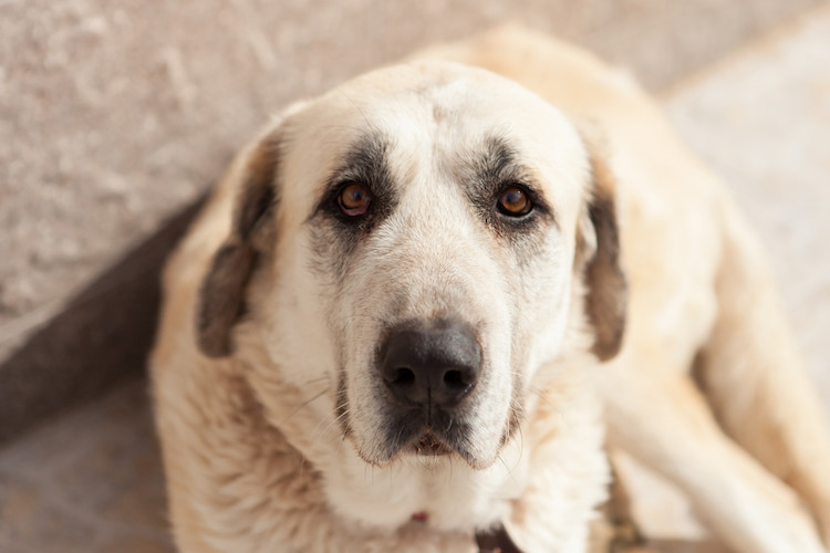 douleurs arthrose chez le chien