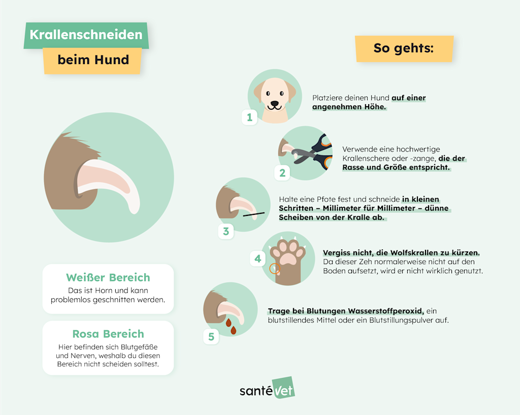 Infografik – Krallen beim Hund