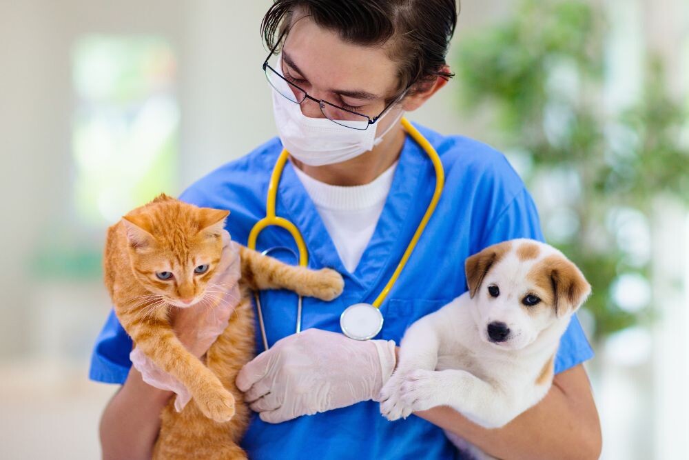 los perros pueden contraer la rabia de los gatos