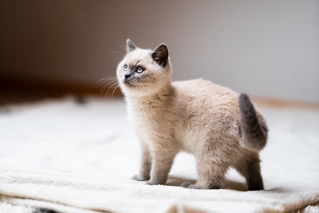 Chaton qui attend sa gamelle