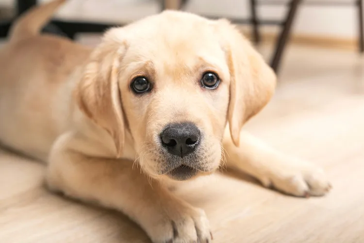 500+ des meilleurs noms de chiens pour garçons en 2023