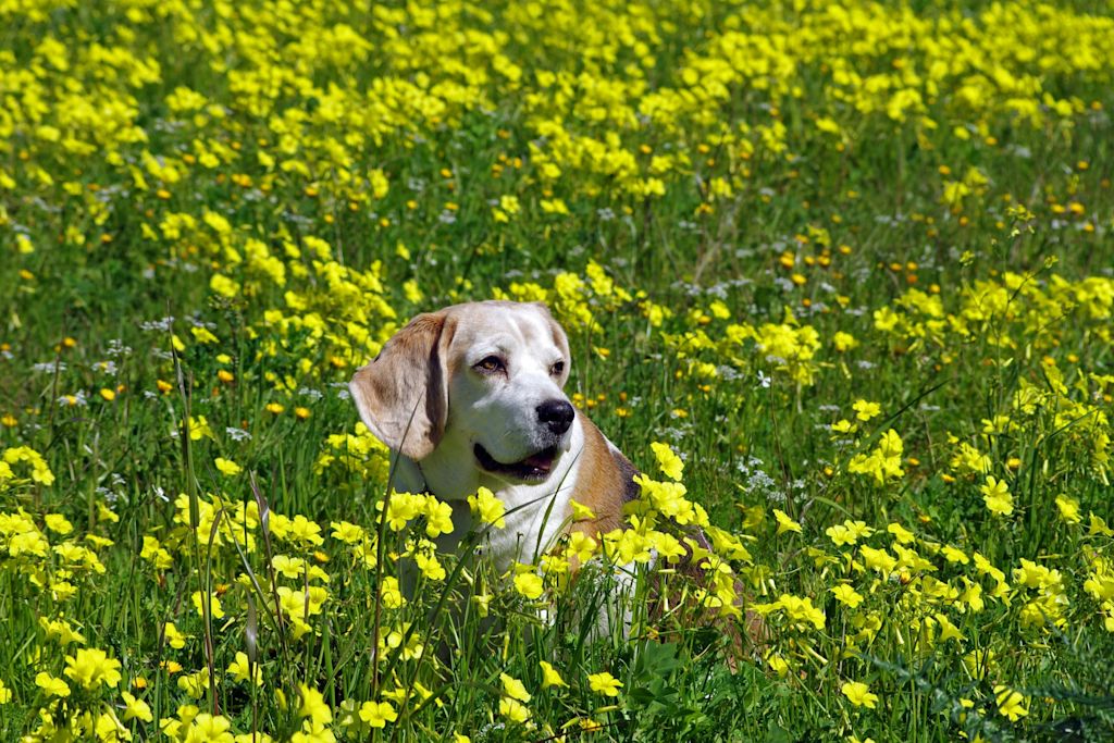 Beagle
