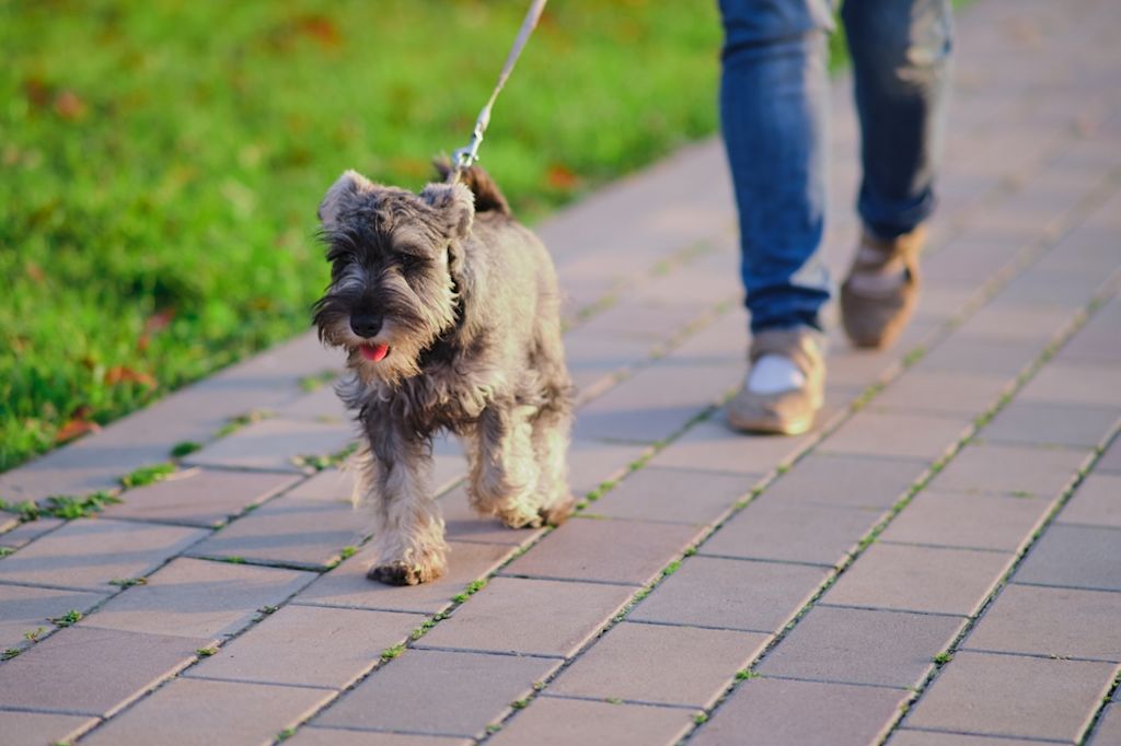 Dwergschnauzer wandelt aan de lijn