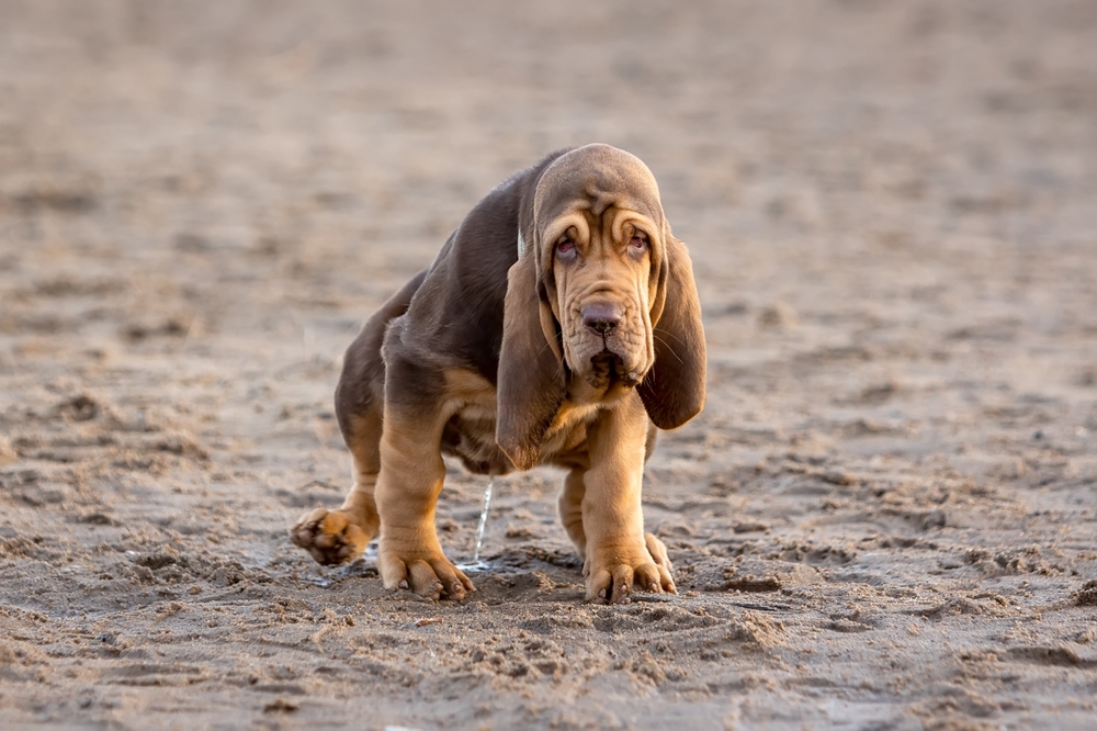 qué es un cultivo de orina para perros