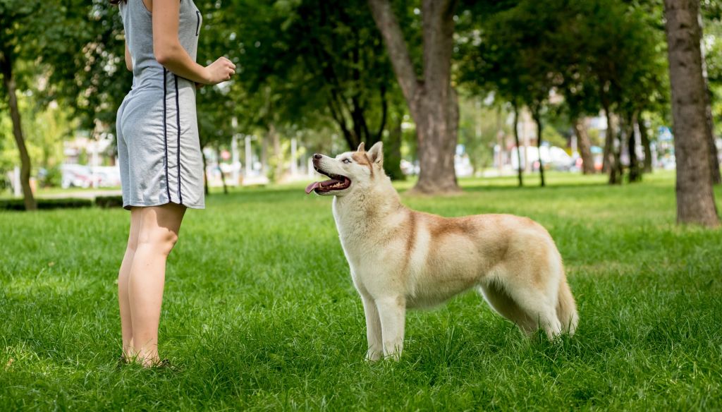 addestramento del cane