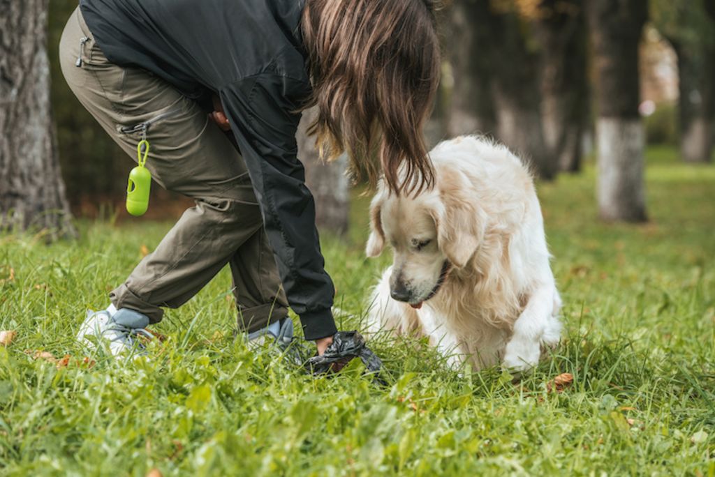 Chien_qui_mange_ses_crottes_coprophagie