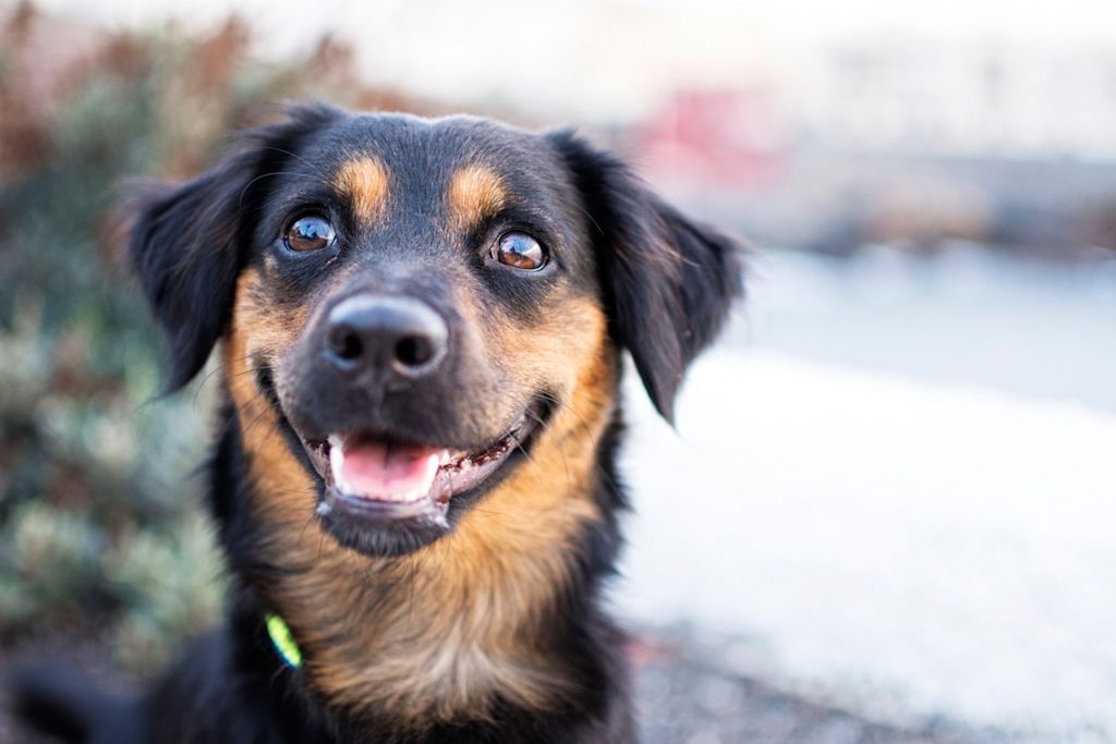 Portrait chien