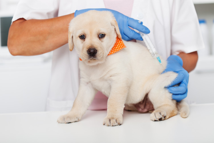 Fréquence vaccins chiot