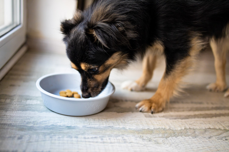 alimentation chien et diabète