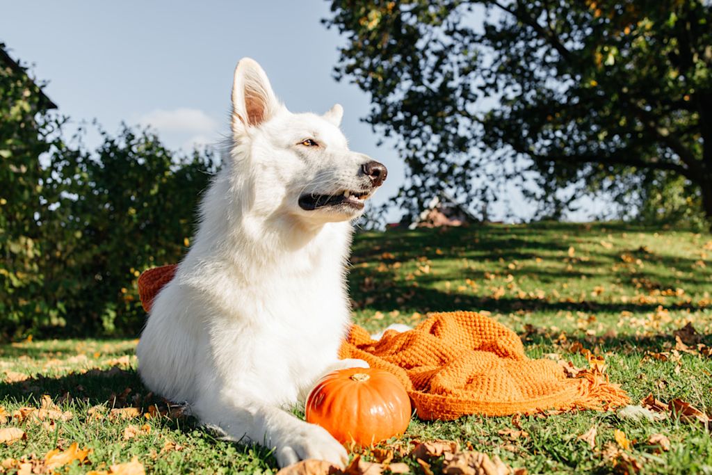 berger blanc suisse avec ses jeux