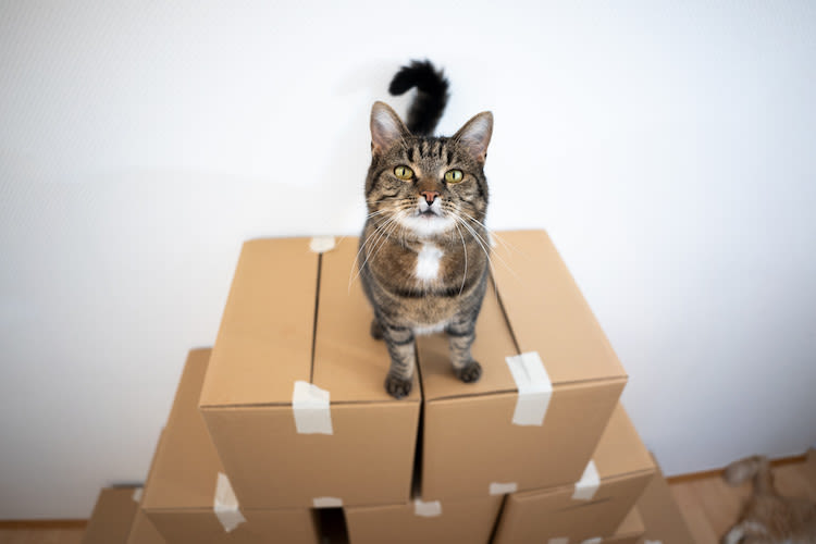 Chat sur un carton de déménagement