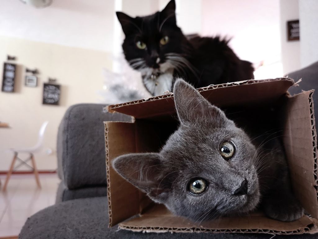 chats et boite en carton