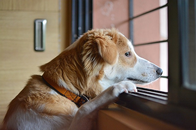 chien seul qui attend son maitre