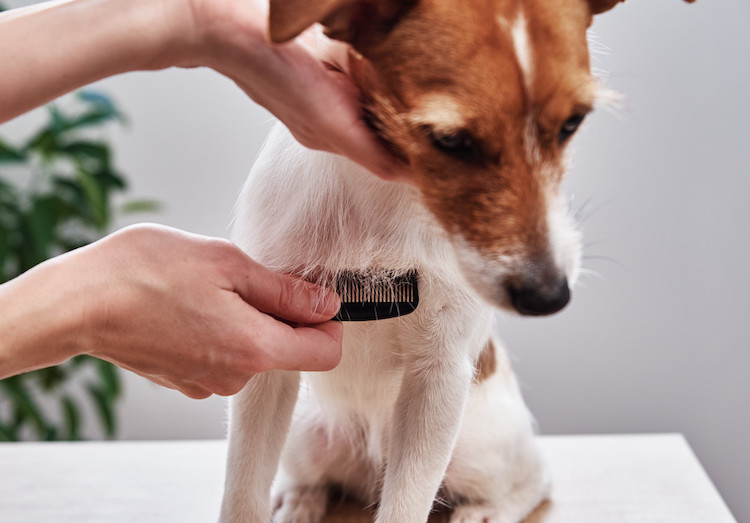 brossage et mue chez le chien