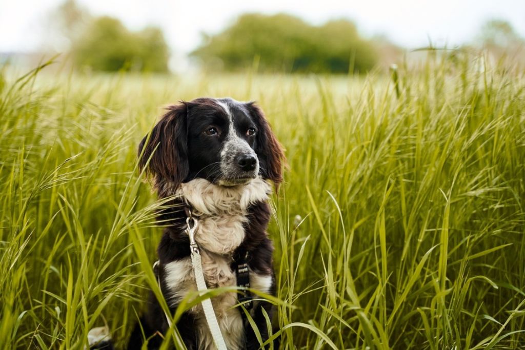 Chien dans un champ