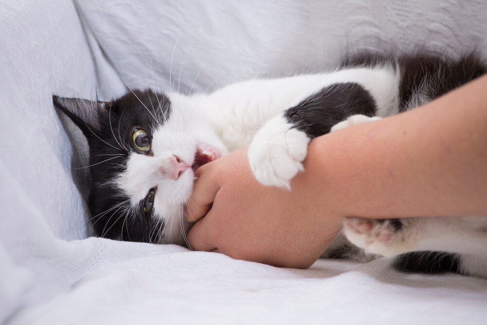 puede un gato morder matar a un perro