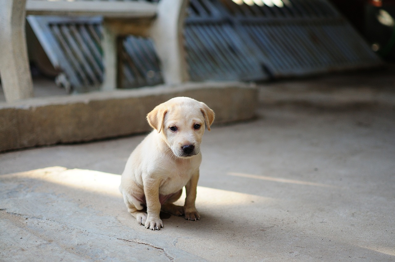 Chiot grondé et triste