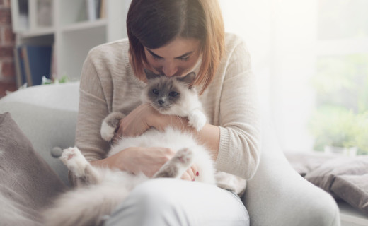 Allergie au chat : quels traitements utiliser ? - Santévet