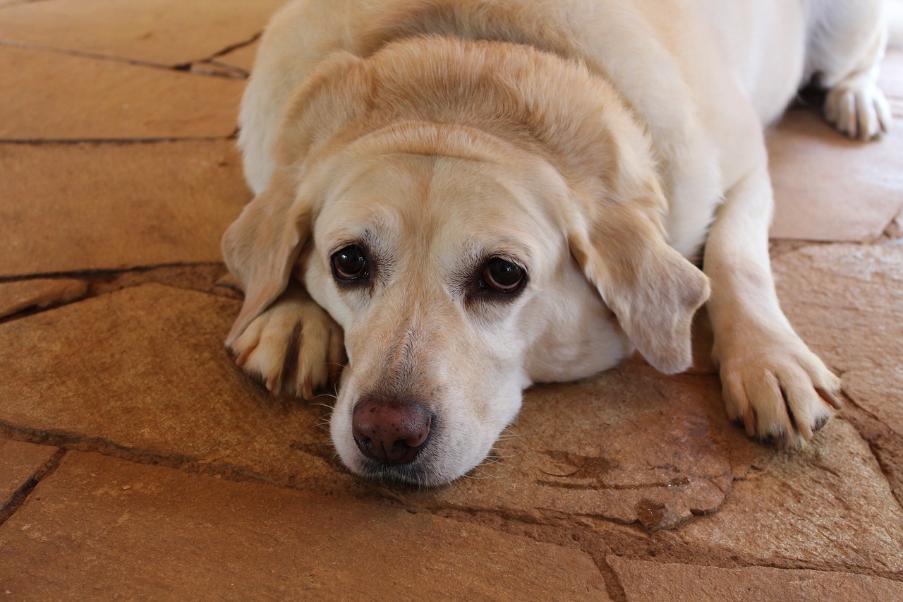 Labrador