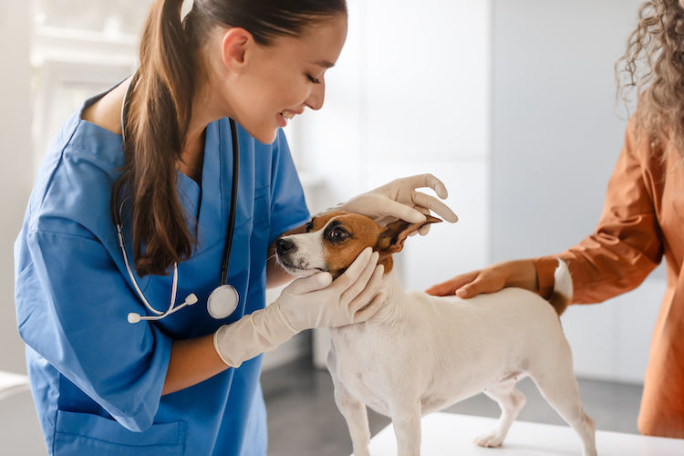 jack russel veterinaire