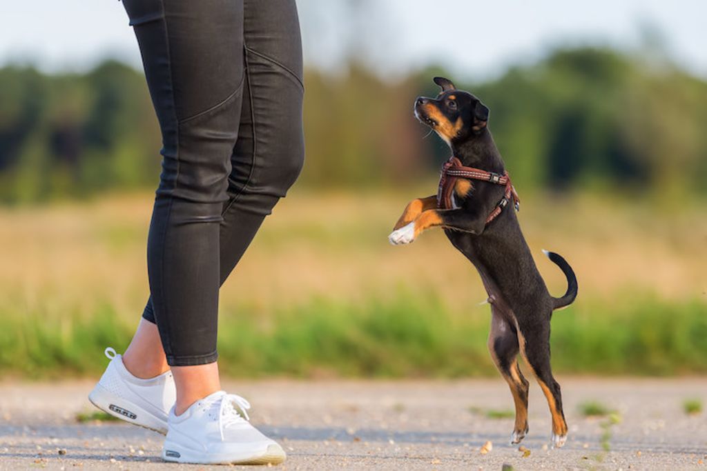 apprendre-a-son_chien_a_ne_pas_sauter