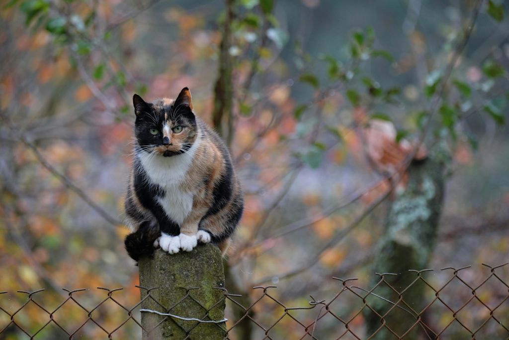 magnifique chat calico