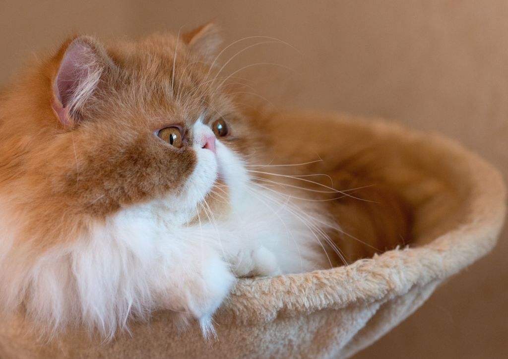 chat persan dans un panier