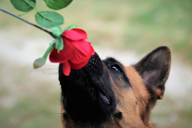 Fleurs toxiques pour le chien
