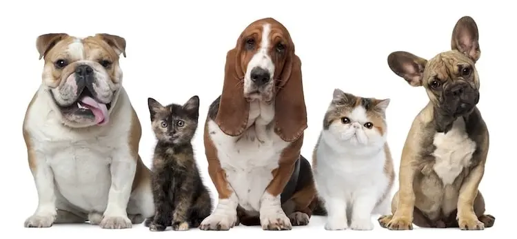 https://images.ctfassets.net/denf86kkcx7r/2l5fHQ8MCTQDtaorSnUYWQ/0fef4884059c693fb7143d13183c6f2c/rentree_chiens_chats_2017-74?fm=webp&w=913