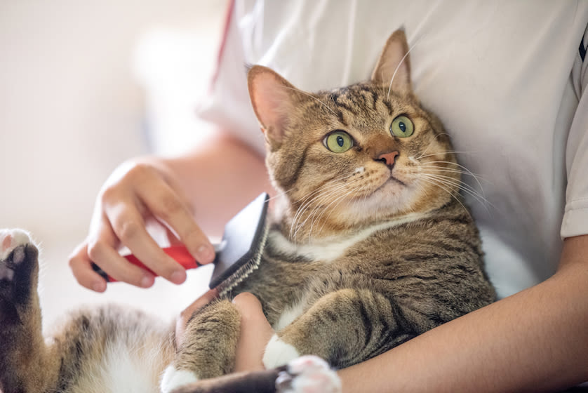 Tu gato solo en casa como lo debes hacer 1