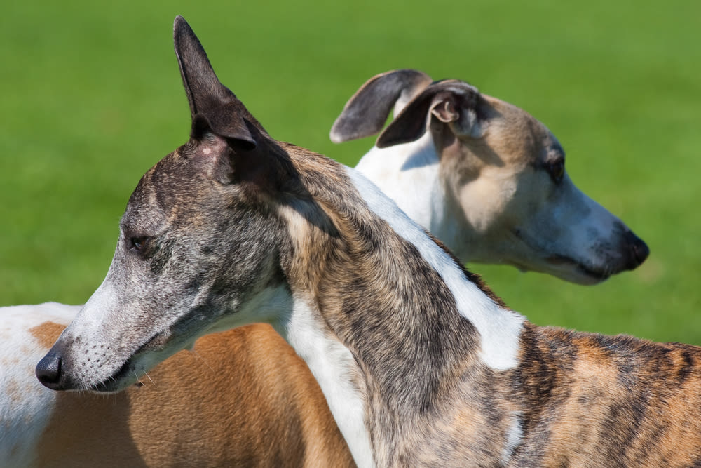 Perros galgos españoles