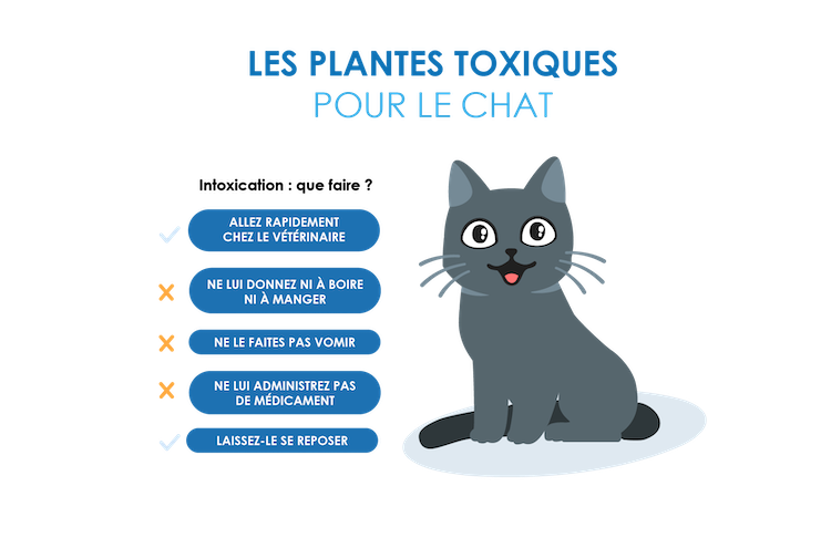 que faire en cas d'intoxication par les plantes chez le chat