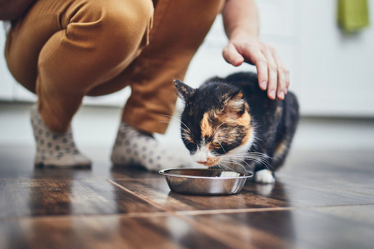 alimentation poulet chat