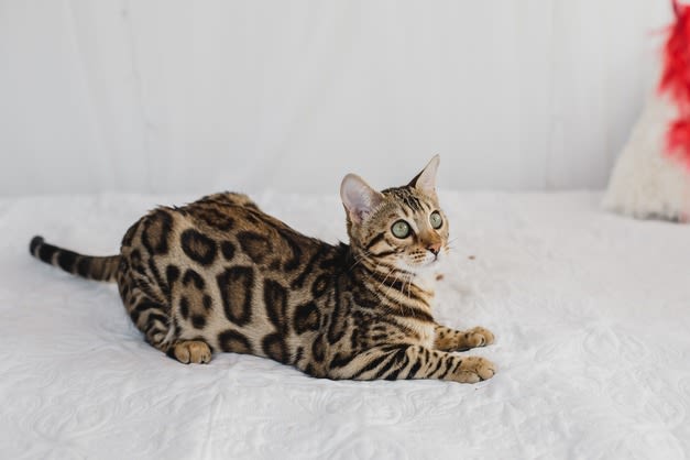 Bengal allongé