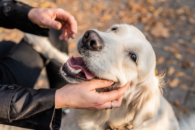 signes morsure de vipère chez le chien