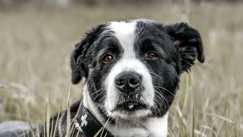 chien dans un pré