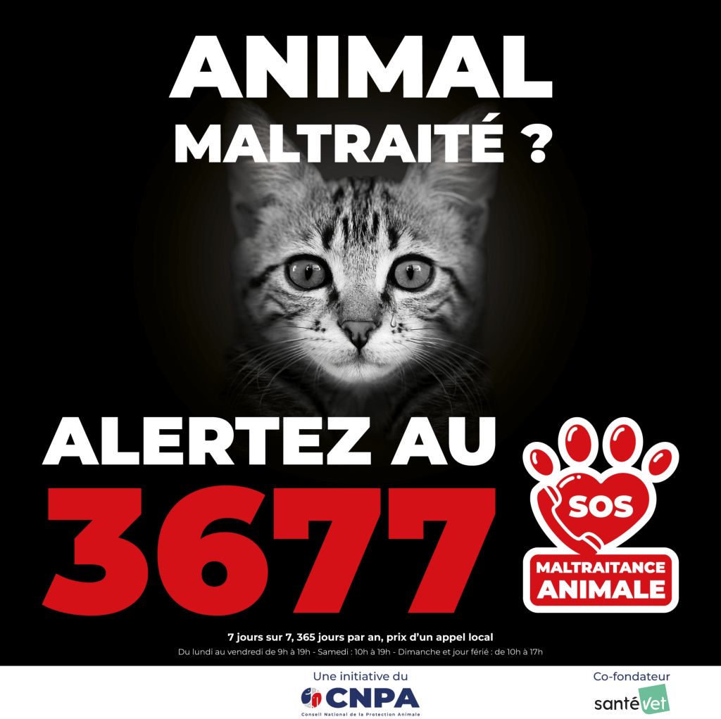 Maltraitance animale numéro de téléphone pour signaler