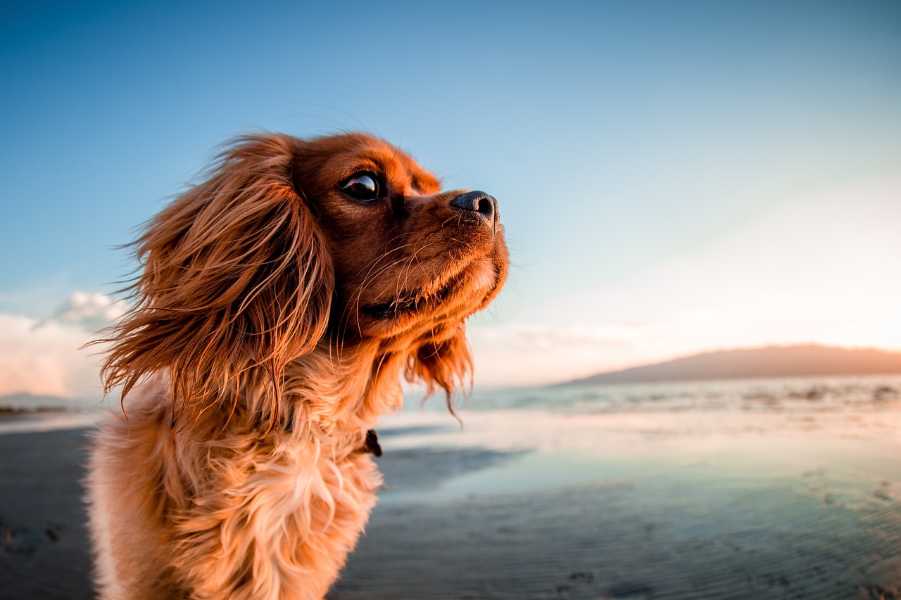 Cavalier King Charles