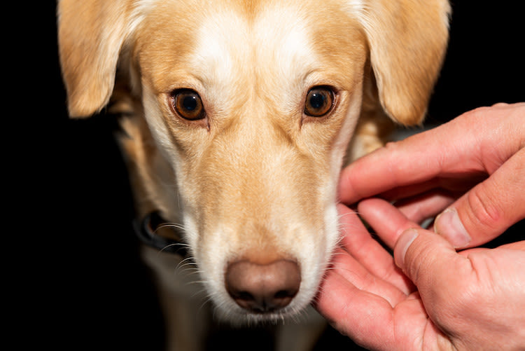 truffe_ temperature_chez_le_chien