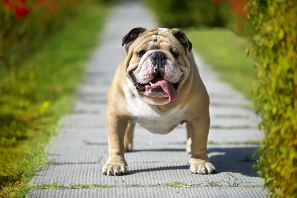 Bulldog  Race de chien de compagnie créée par les éleveurs anglais d'une  bonne espérance de vie