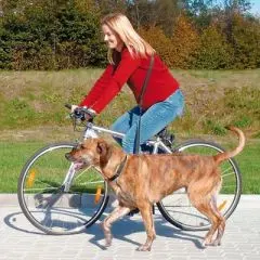 Remorque vélo pour petit chien et chat moins de 15 kg - Trixie