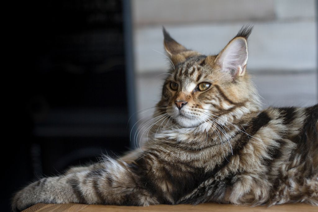 chat maine coon tigre