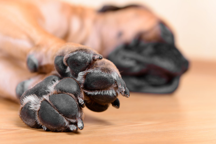 griffes et coussinets du chien