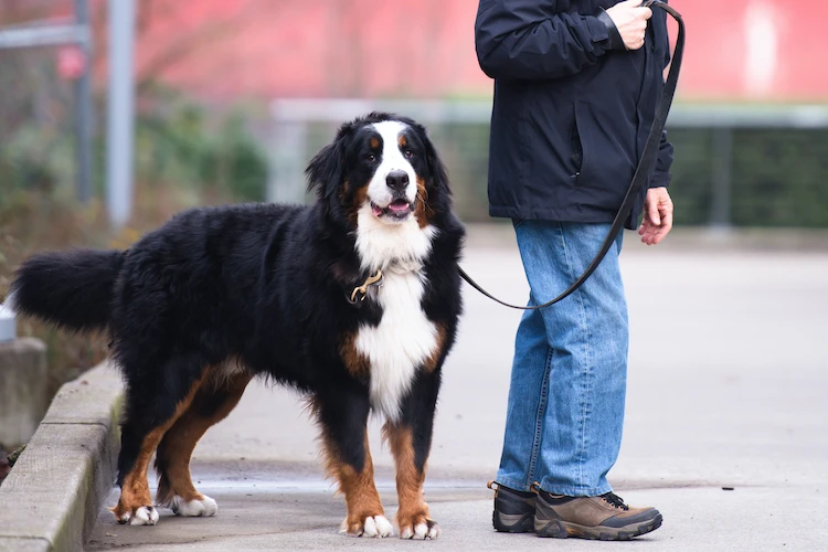 sorties_chien_autorisation_covid_19