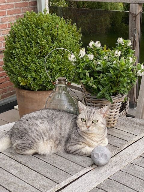 chat roux