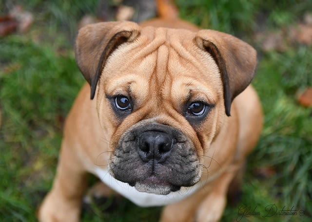chiot bulldog continental