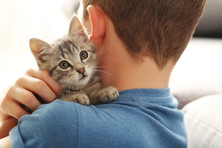 prix stérilisation chaton