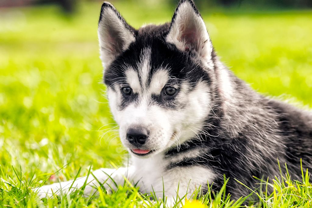 chiot husky