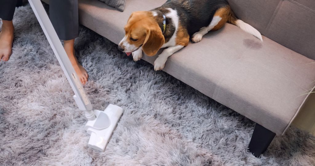 puce chien aspirateur